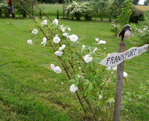 Les grands buissons, ou alors les petits grimpants. Description d'un jardin près de Toulouse